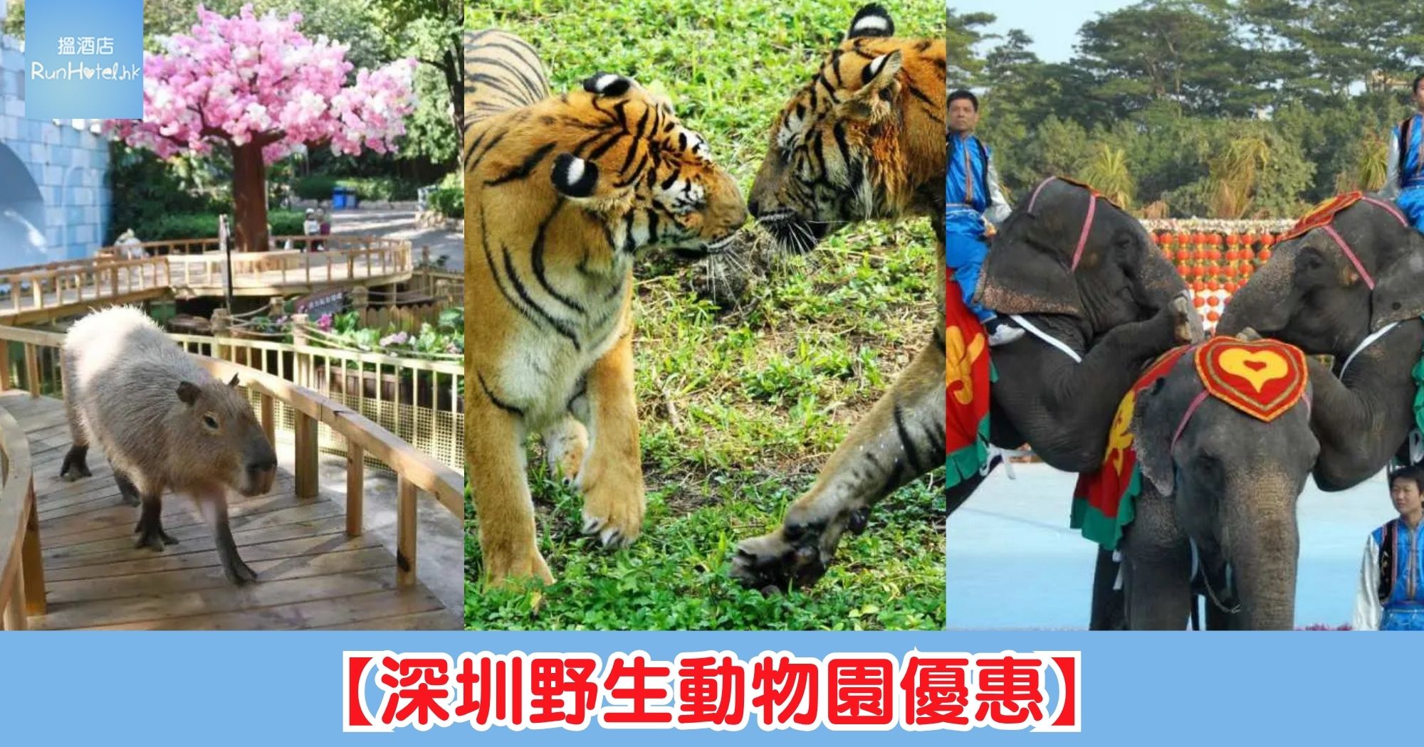 【深圳野生動物園優惠】輸入優惠碼即減$20，每位只需 HK$79 起，近距離餵長頸鹿＋坐投餵車睇猛獸