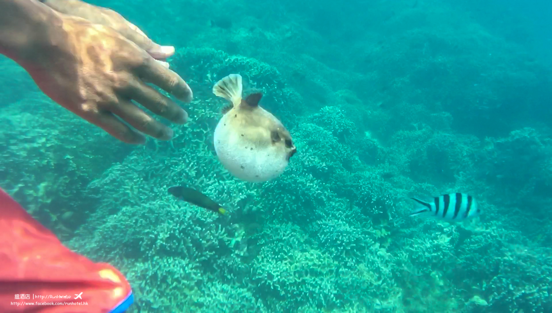 okinawa snorkeling (30)