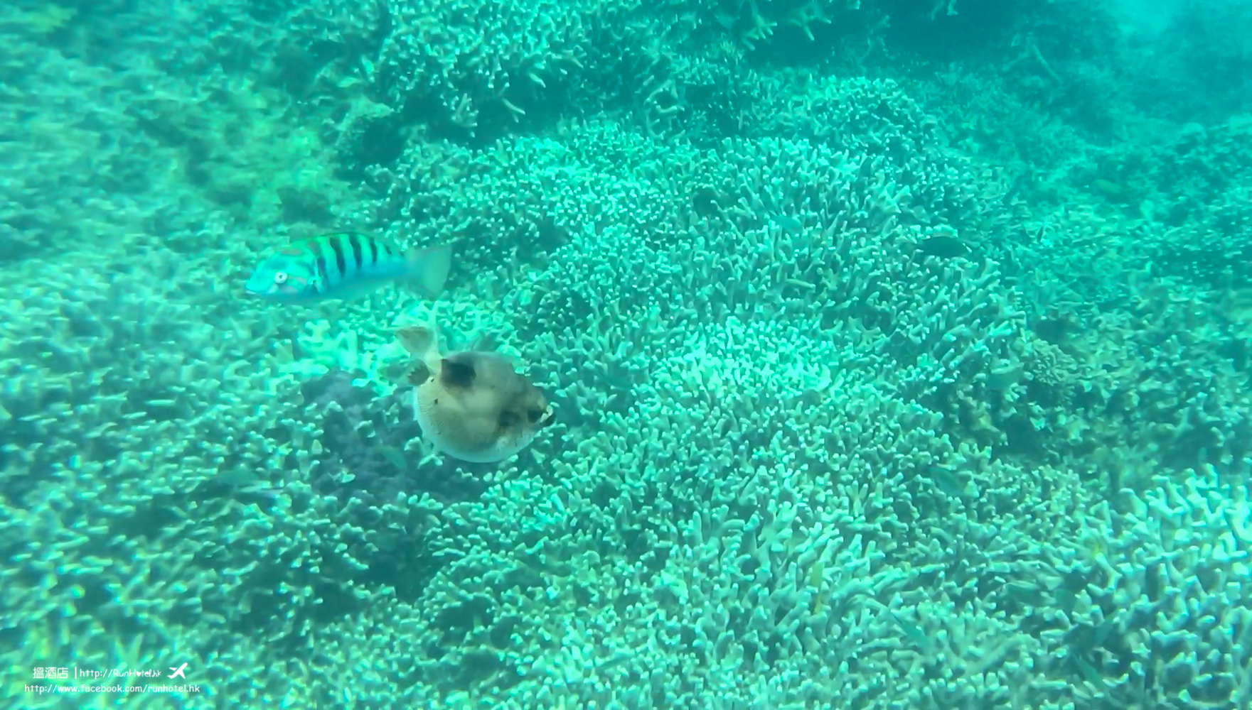 okinawa snorkeling (31)