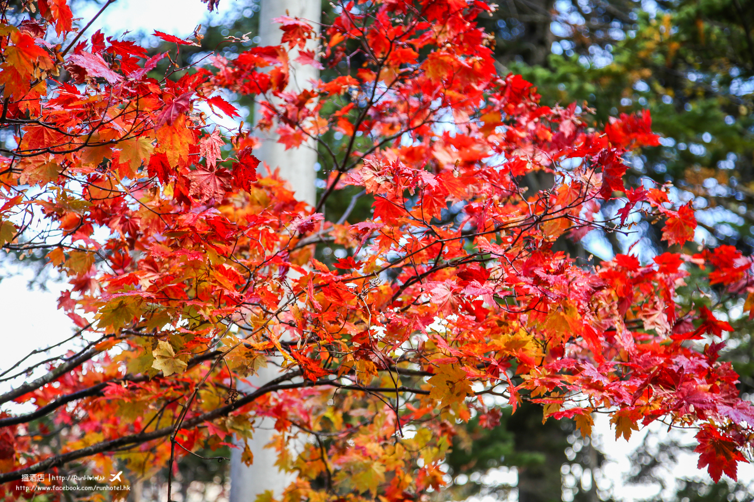 層雲峽紅葉谷紅葉