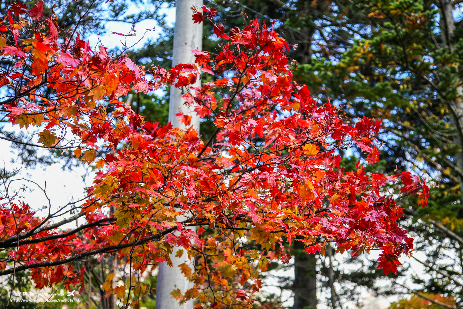 層雲峽紅葉谷紅葉