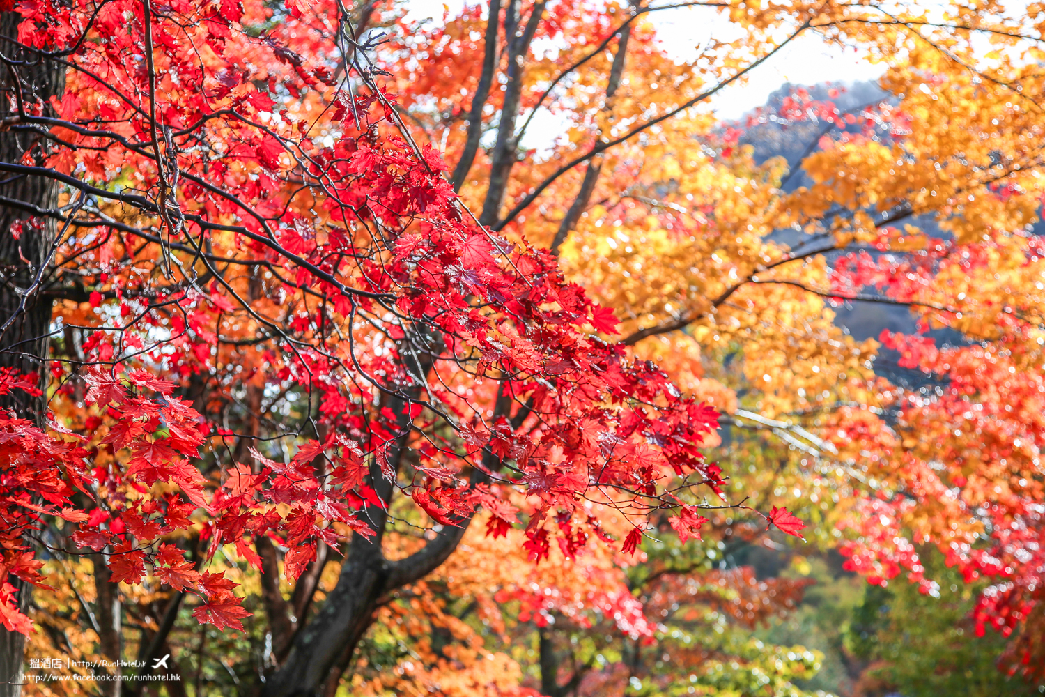 層雲峽紅葉谷紅葉