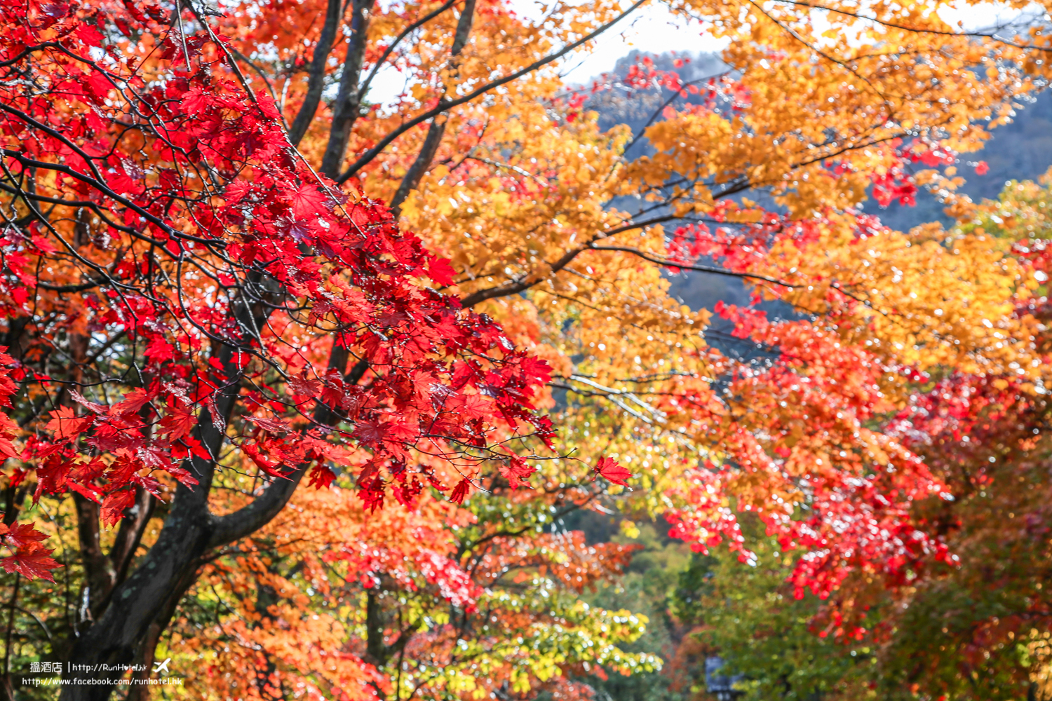 層雲峽紅葉谷紅葉