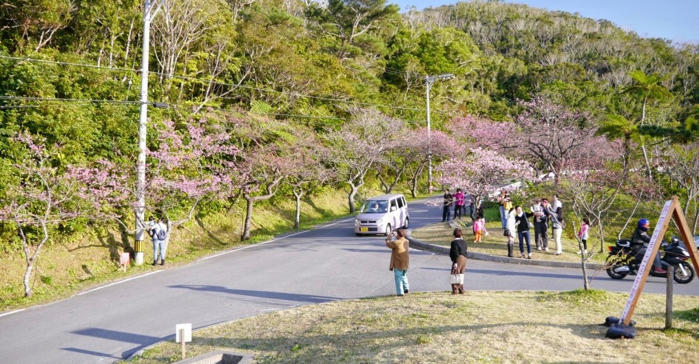 八重岳櫻之森公園