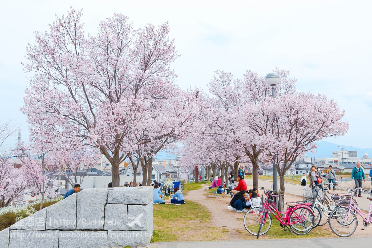 sayamaike sakura (22)