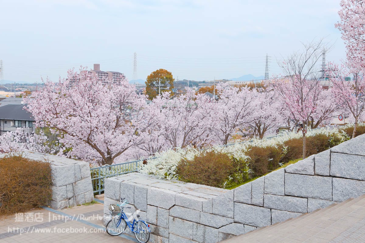 sayamaike sakura (23)