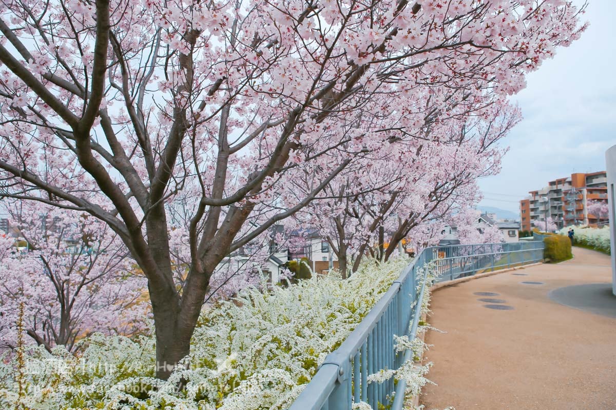 sayamaike sakura (24)