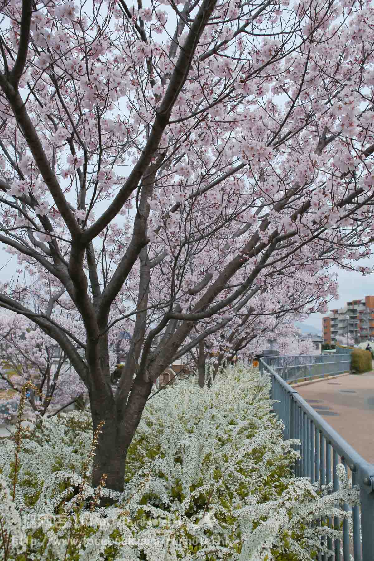 sayamaike sakura (25)