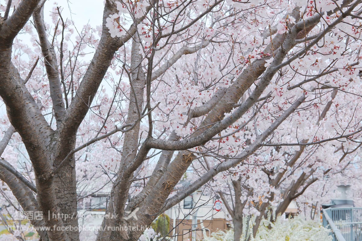 sayamaike sakura (27)