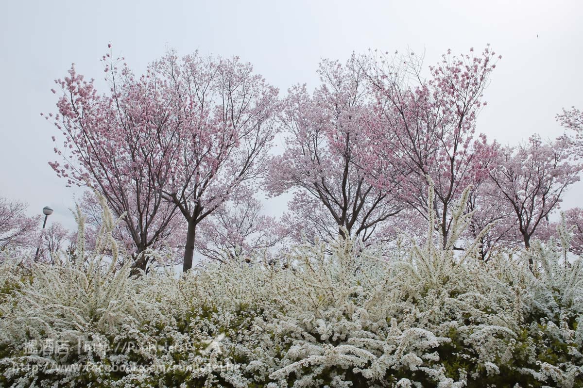 sayamaike sakura (28)