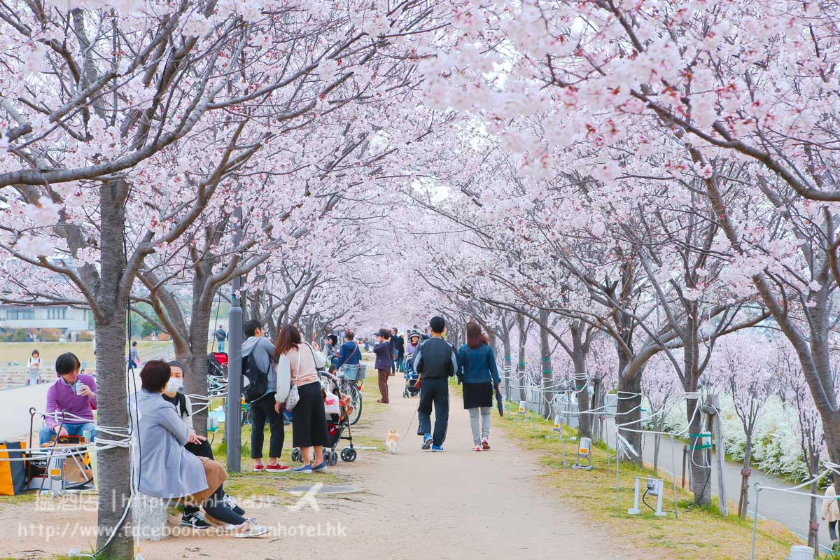 sayamaike sakura (31)