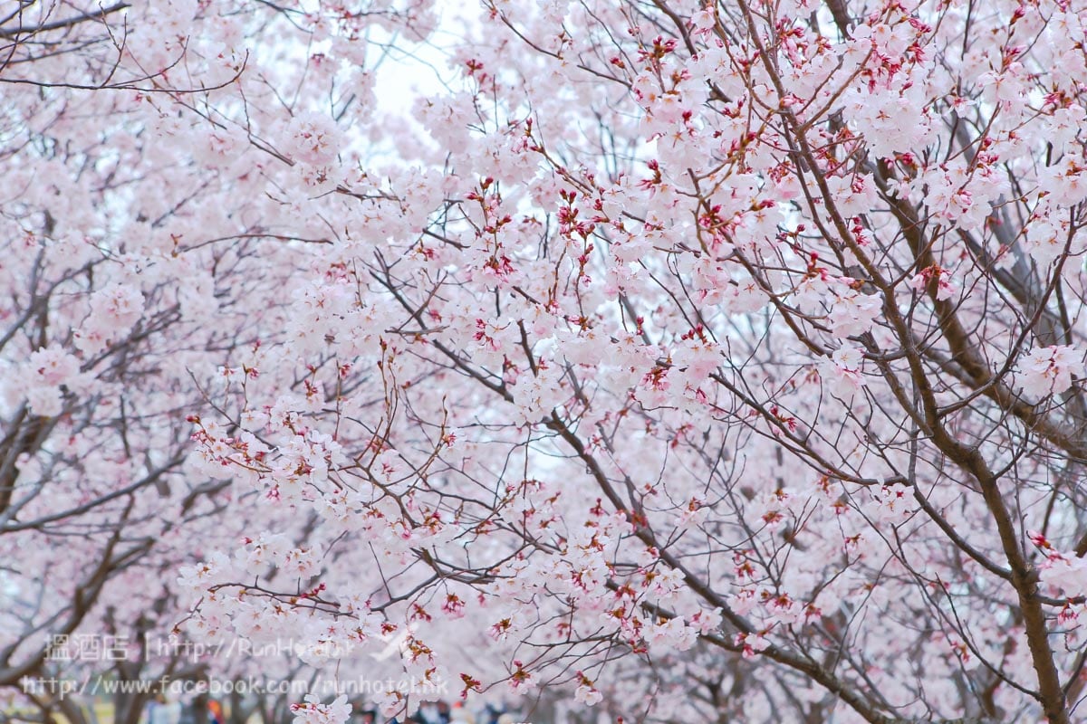 sayamaike sakura (33)