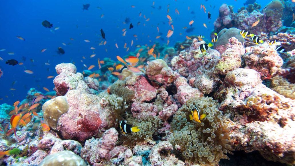 Clown_Fish_Reef_Maldives_Darren_1Caple-1030x579