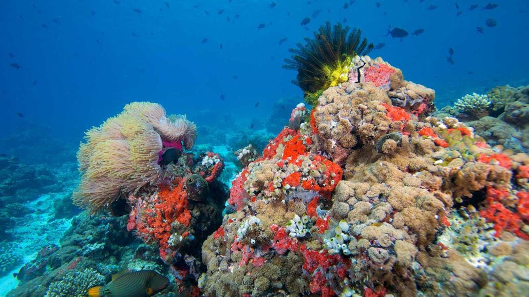 Coral_Reef_Maldives-1030x579