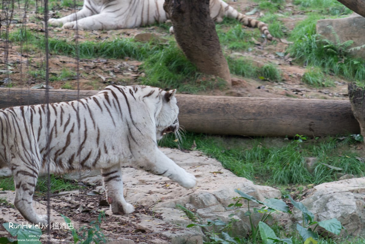 廣州長隆野生動物園