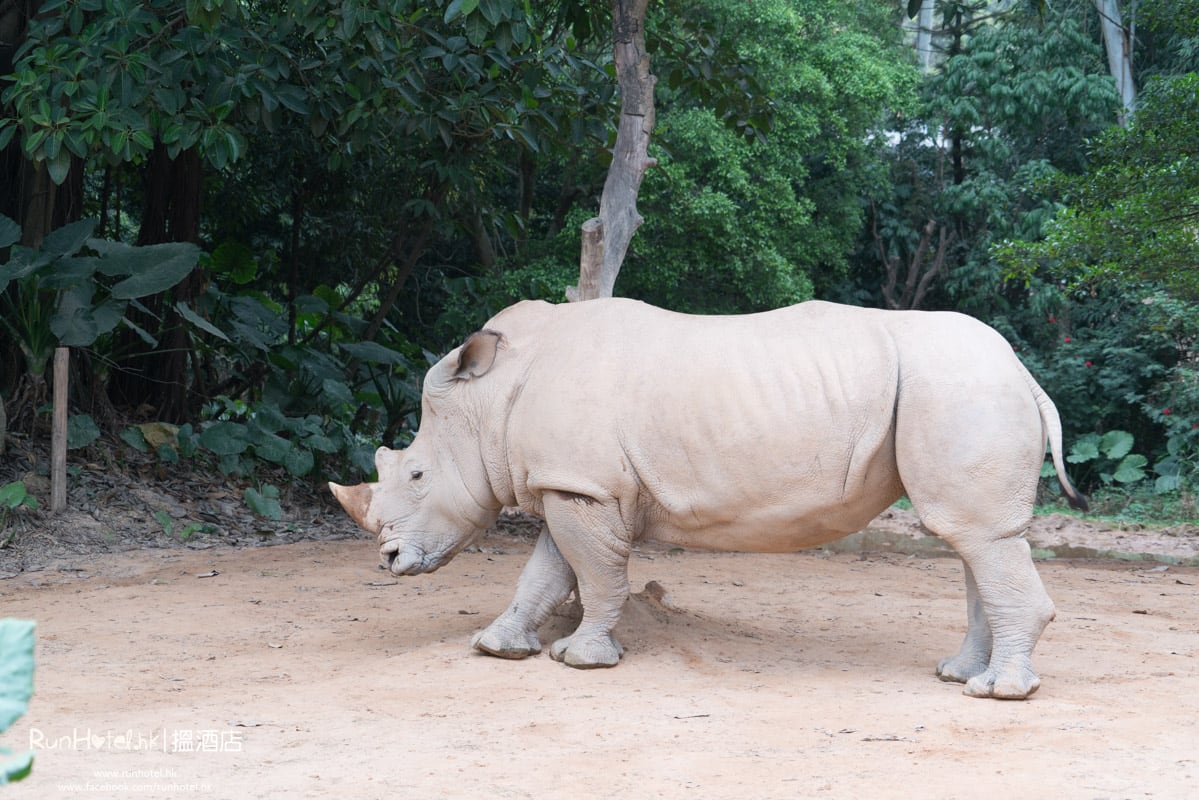 廣州長隆野生動物園