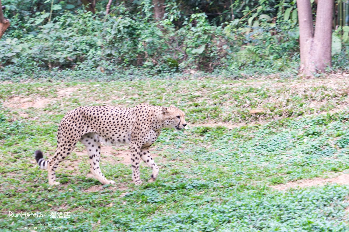 廣州長隆野生動物園