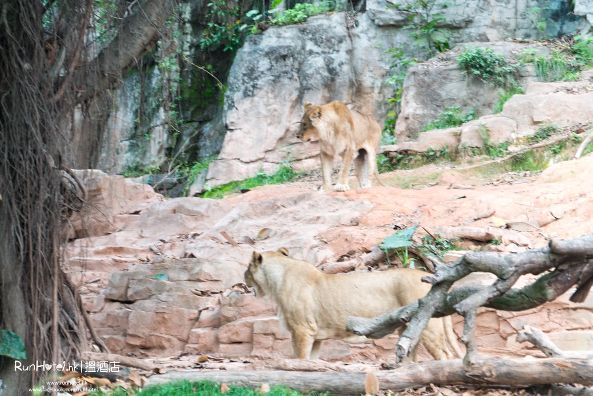 廣州長隆野生動物園