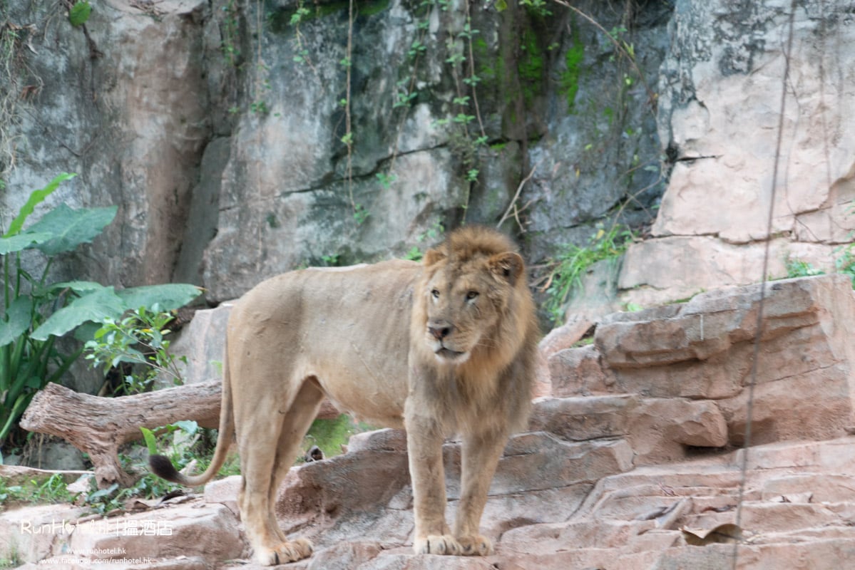 廣州長隆野生動物園