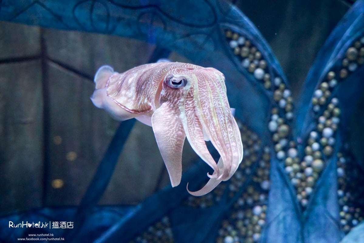 失落的空間水族館