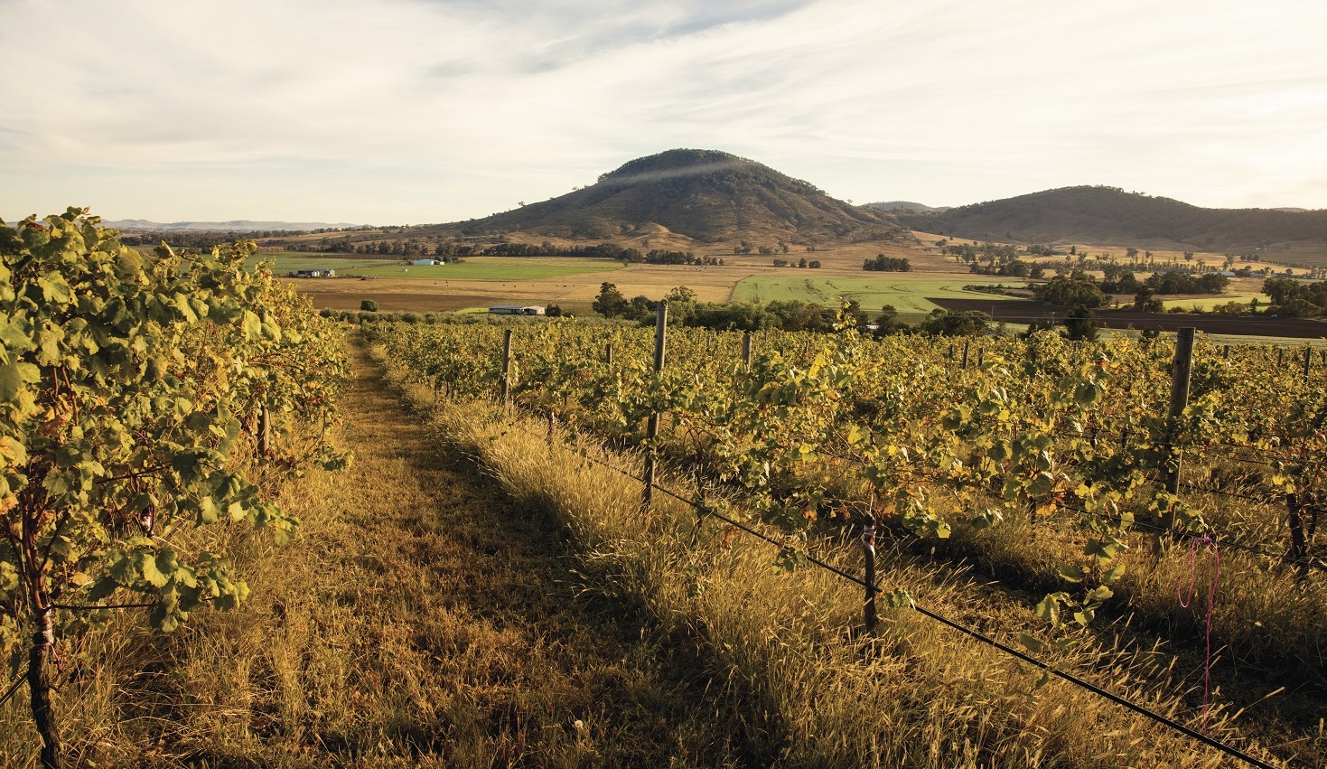 Rural Vineyard, Mudgee