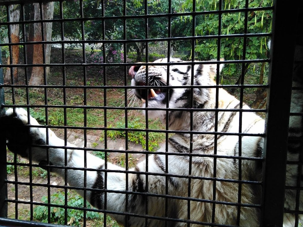 深圳野生動物園 (1)