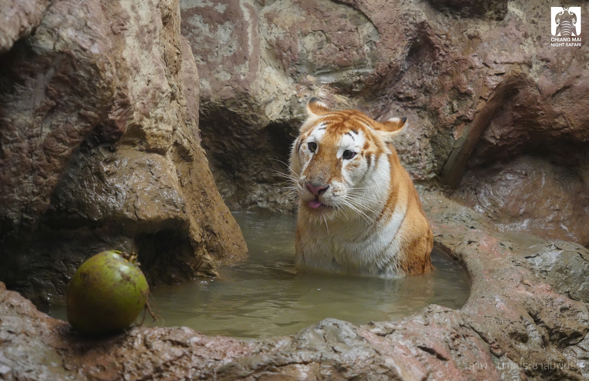 來源：FB@Chiang Mai Night Safari