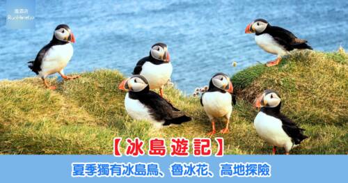 【冰島遊記】夏季獨有冰島鳥、魯冰花、高地探險